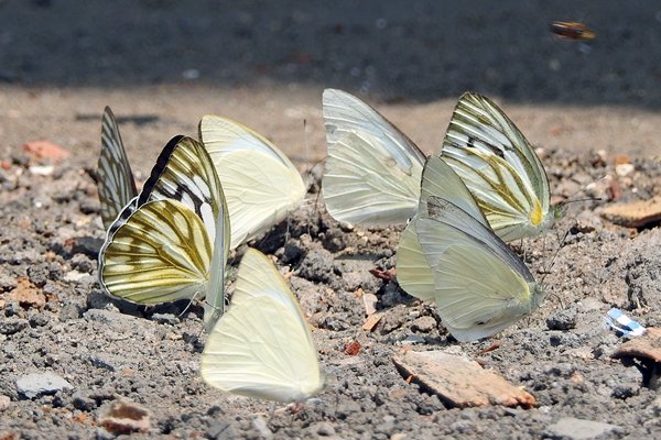 Vlinders in Cuc Phuong, Vietnam
