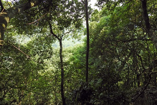 Bos in Cuc Phuong, Vietnam
