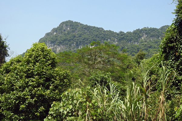 Beboste heuvels in Cuc Phuong (Vietnam)