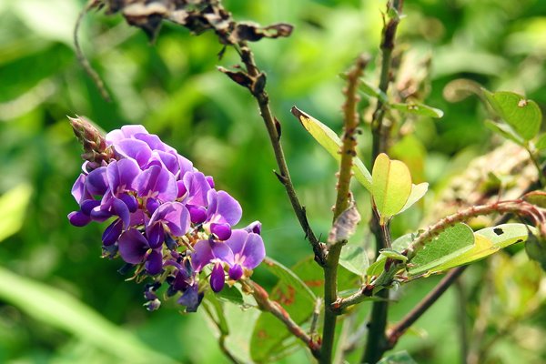 Paarse bloem in Cuc Phuong NP, Vietnam