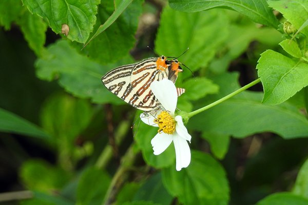 Paartje vlinders in Cuc Phuong NP, Vietnam