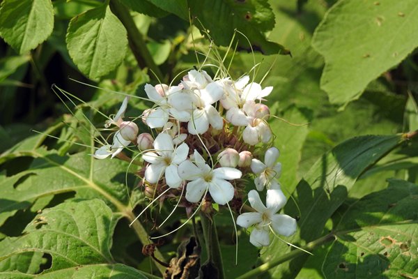 Bloem in Cuc Phuong NP, Vietnam