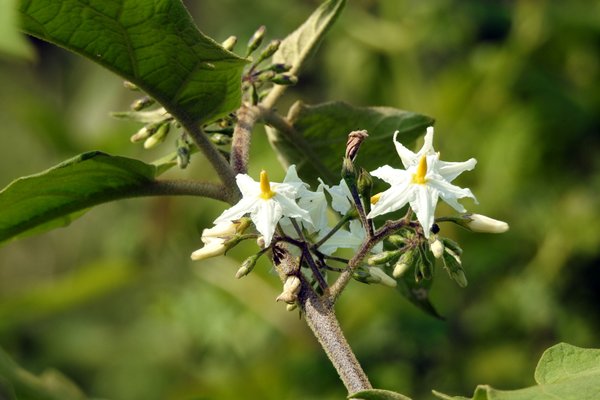 Witte bloemetjes in Cuc Phuong NP, Vietnam