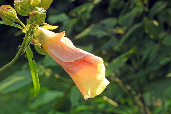 Geel-roze bloem in Cuc Phuong NP, Vietnam