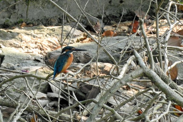 Common Kingfisher (ijsvogel) in Cuc Phuong (Vietnam)