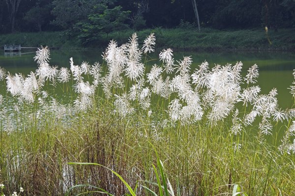 Bloeiend gras in Cuc Phuong NP, Vietnam