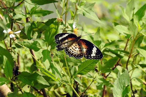 Vlinder in Cuc Phuong NP, Vietnam