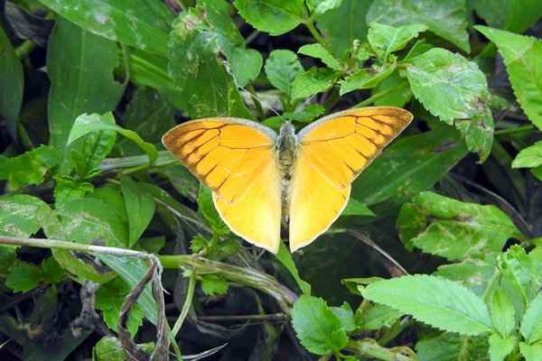 Vlinder in Cuc Phuong NP, Vietnam