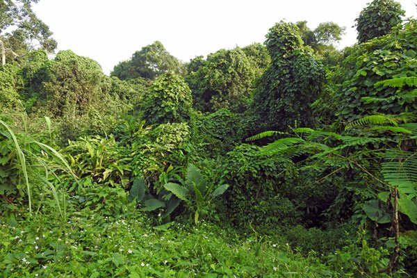 Dichte begroeiing in Cuc Phuong NP, Vietnam