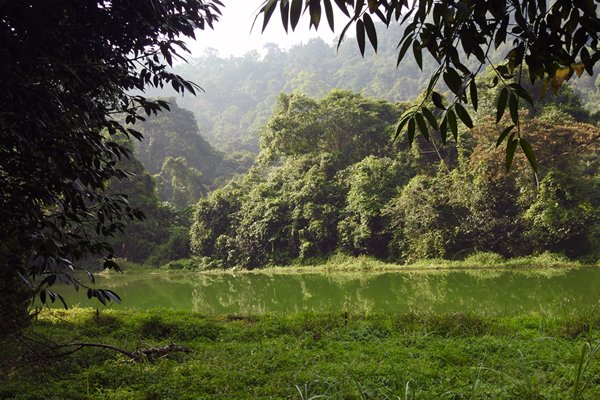 Een poeltje omgeven door dicht groen bij de trekking in Cuc Phuong NP, Vietnam