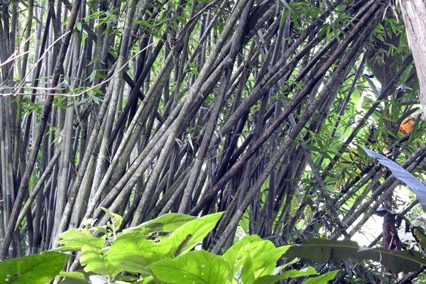 Dicht bamboe in Cuc Phuong NP (Vietnam)