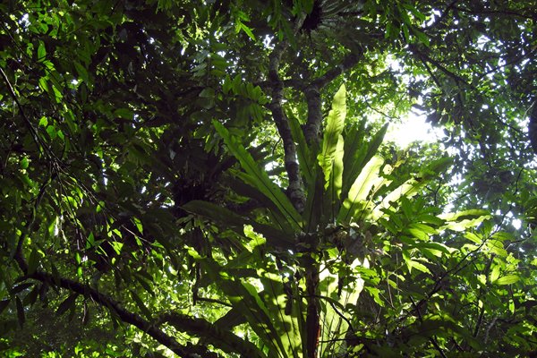Dicht groen bladerdak in Cuc Phuong NP, Vietnam