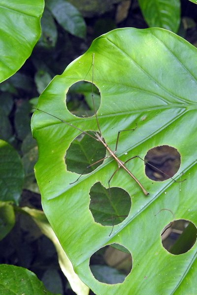 Wandelende tak op een blad met perfect ronde gaten in Cuc Phuong NP, Vietnam