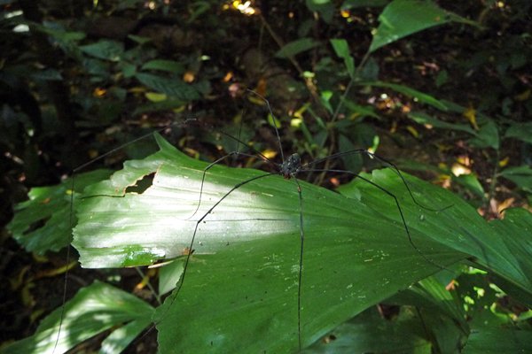 Langpotige spin die over een blad wandelt in Cuc Phuong NP, Vietnam
