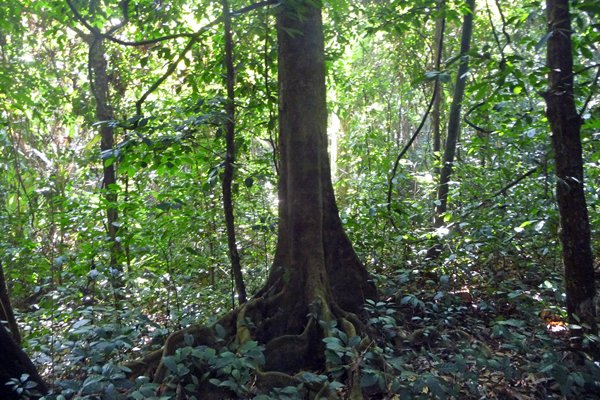 Stevige steunwortels in Cuc Phuong NP, Vietnam