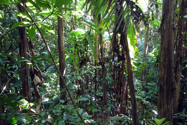 Dichte jungle tijdens de trekking in Cuc Phuong NP, Vietnam