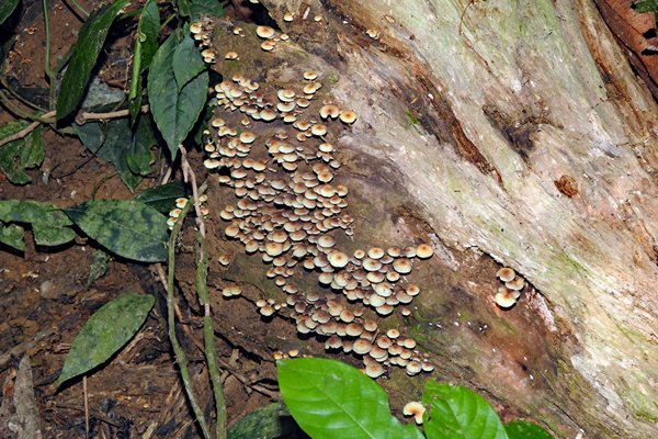 Paddestoeltjes op dood hout in Cuc Phuong NP, Vietnam