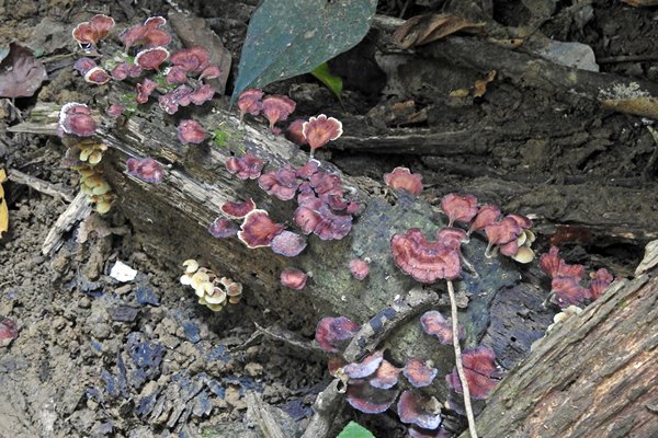 Paddestoelen in Cuc Phuong NP, Vietnam
