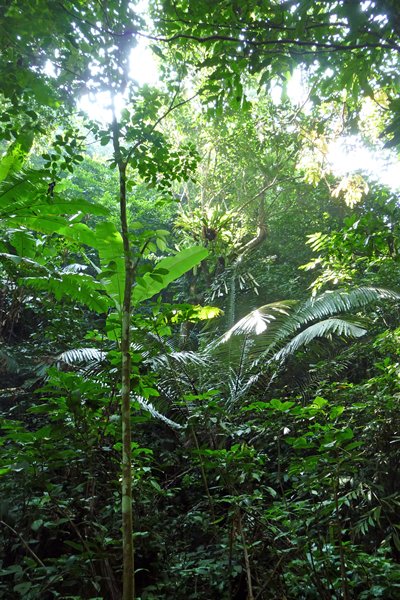 Overal groen in Cuc Phuong NP (Vietnam)
