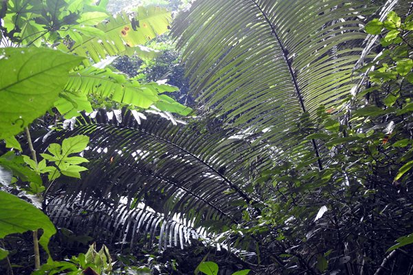 Dicht groen bladerdak in Cuc Phuong NP, Vietnam