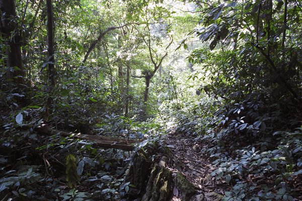 Wandelpad in Cuc Phuong NP, Vietnam
