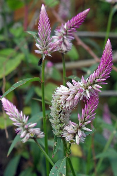 Celosia argentea of Celosia spicata (feather cockscomb) in Cuc Phuong NP, Vietnam