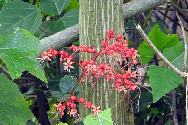 Fraaie bloemen in een Khahn dorp in Cuc Phuong NP, Vietnam