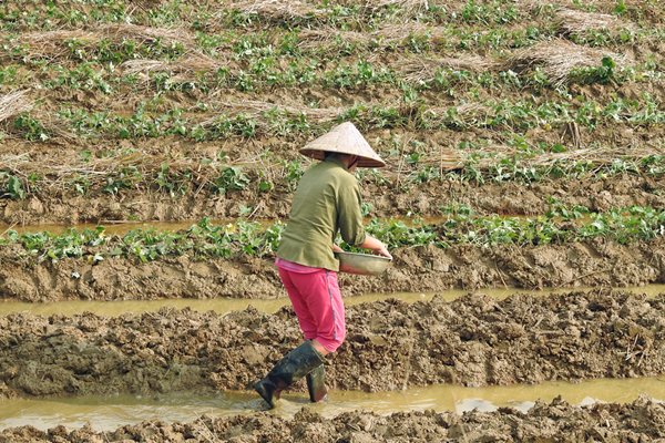 Rijstakker onderweg naar Mường Khến, Vietnam