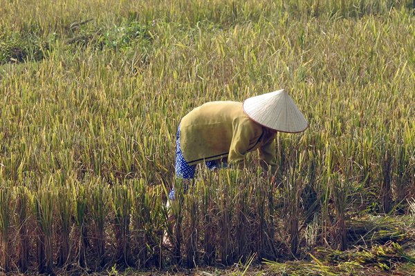 Rijst oogsten onderweg naar Mường Khến, Vietnam