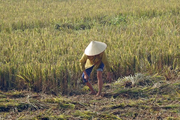 Rijst oogsten onderweg naar Mường Khến, Vietnam