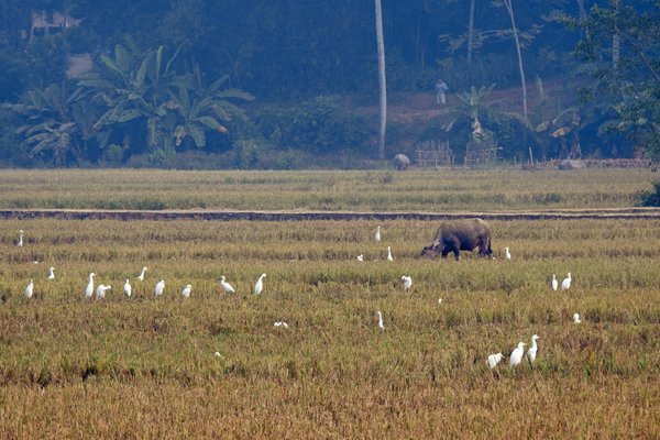 Koereigers op een rijstakker, Vietnam