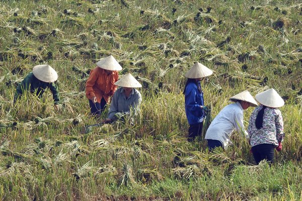 Rijst oogsten onderweg naar Mường Khến, Vietnam