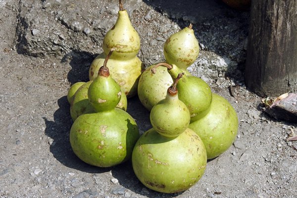 Gezellige flesvormige kalebassen op een lokale markt, Vietnam