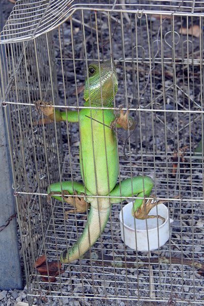 Hagedis voor consumptie, Vietnam