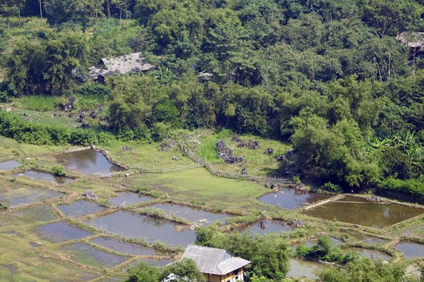 Rijstveldjes onderweg naar Thung Khe, Vietnam