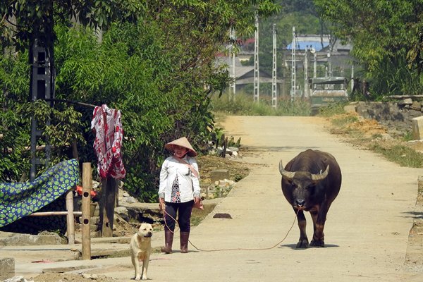 Wandelen met de buffel in Thung Khe, Vietnam