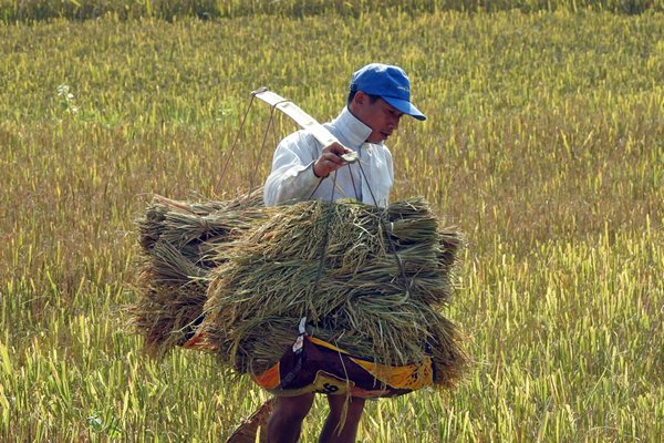 Aan een juk met zware manden wordt de rijst van het veld gedragen, Vietnam
