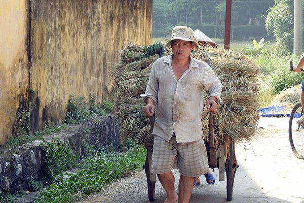 De rijsthalmen worden afgevoerd in Mai Chau, Vietnam