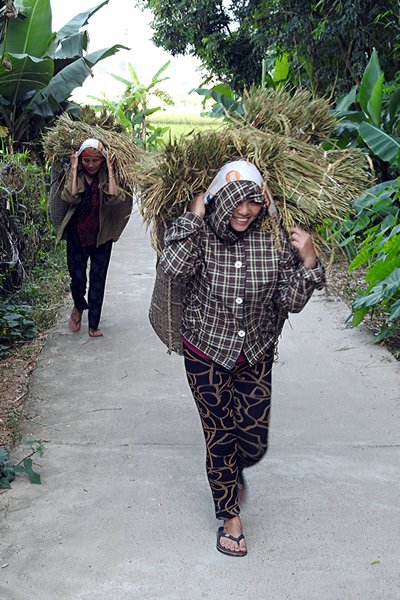 In grote manden voeren de vrouwen de rijststelen af, Mai Chau (Vietnam)