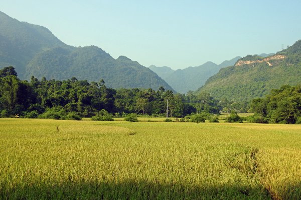 Grote rijstvelden in de vallei bij Mai Chau, Vietnam