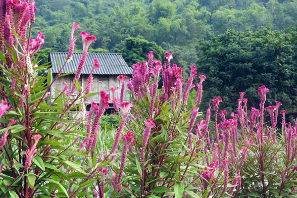 Roze bloemen bij Mai Chau, Vietnam