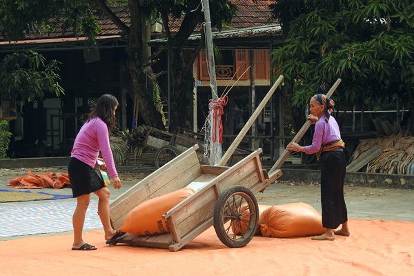 De rijst wordt naar het dorpsplein gebracht, Lac Vilage (Vietnam)