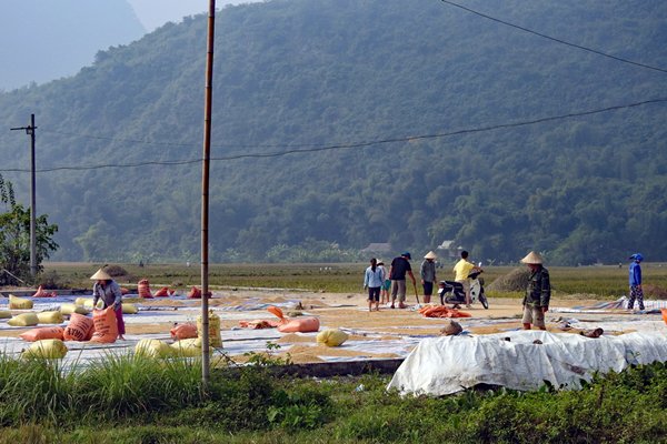 Rijst drogen in Lac Village, Vietnam