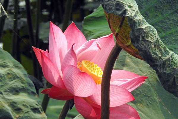 Fraai bloeiende lotusbloem, Lac Village (Vietnam)