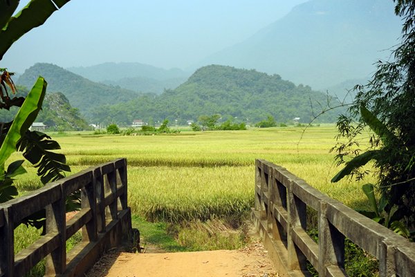 Rijstveld bij Lac Village, Vietnam