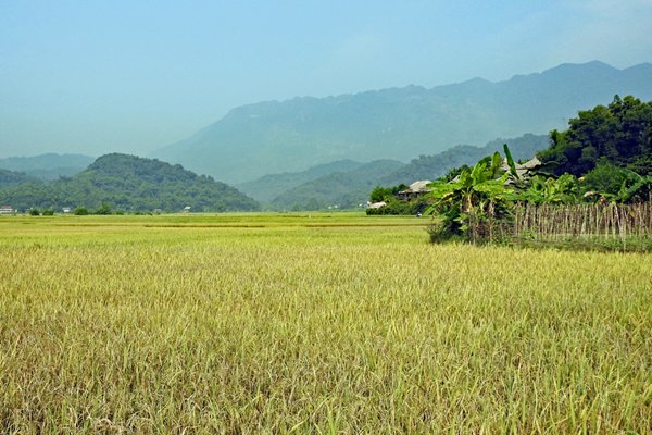 Rijstveld in de vallei bij Mai Chau, Vietnam