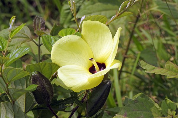 Mooie, lichtgele bloem van Hibiscus vitifolius bij Lac Village (Vietnam)
