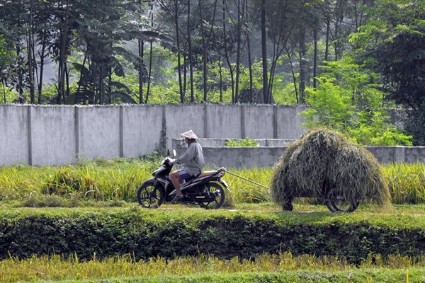 Gemotoriseerde rijstafvoer, Vietnam
