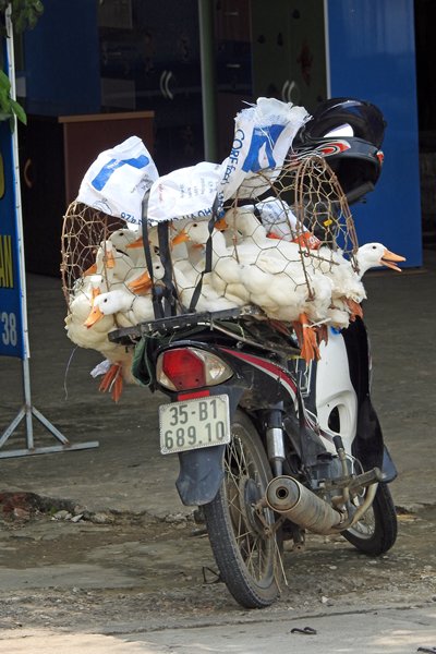Eenden op de brommer, Mai Chau (Vietnam)