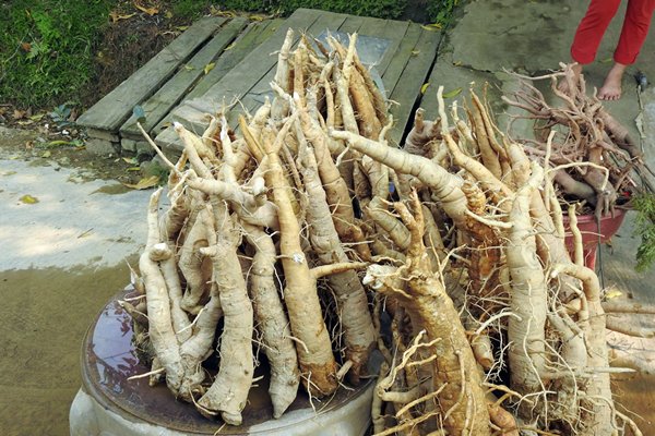 Ginsengwortel, Vietnam
